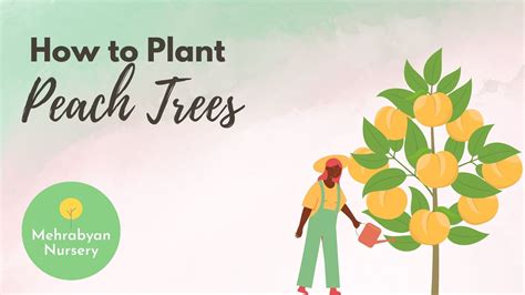 how to plant peach tree