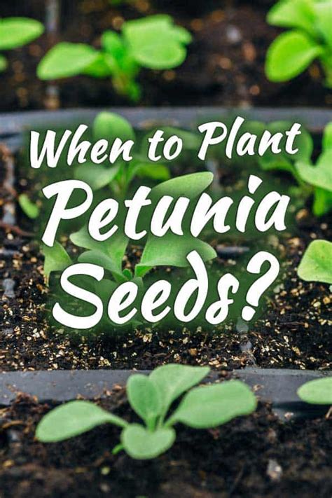 how to plant petunia seeds