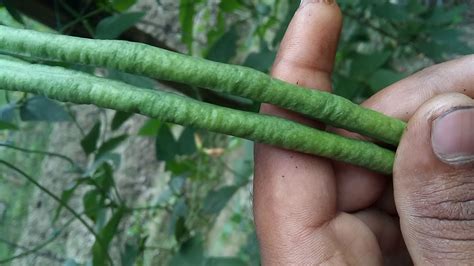 how to plant snake beans seeds