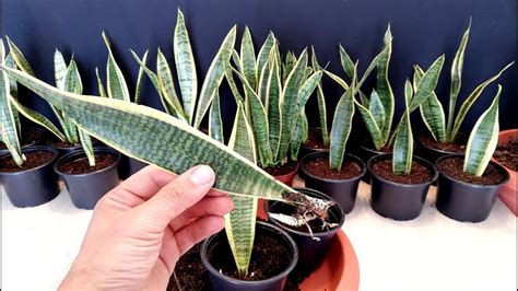 how to plant snake plant seeds