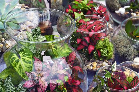 how to plant terrarium plants