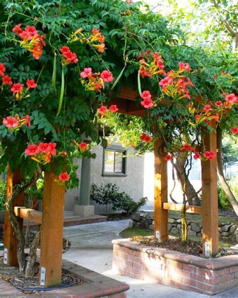 how to plant trumpet vine