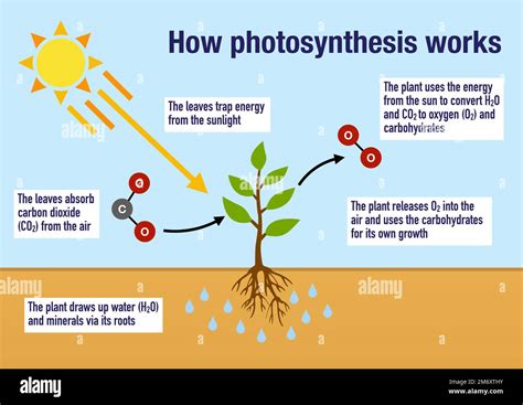 How To Plants Work