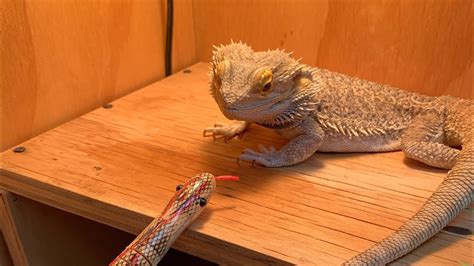 how to play with bearded dragon