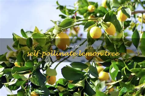 How To Pollinate Lemon
