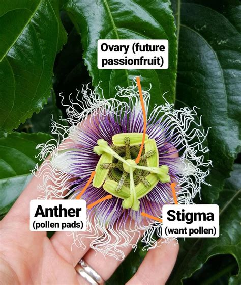 how to pollinate passion fruit flowers