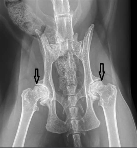 How To Pop A Cat's Hip Back In Place