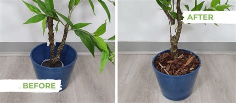 How To Pot Artificial Trees