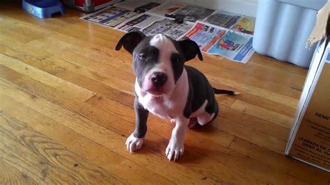 how to potty train a blue nose pitbull puppy