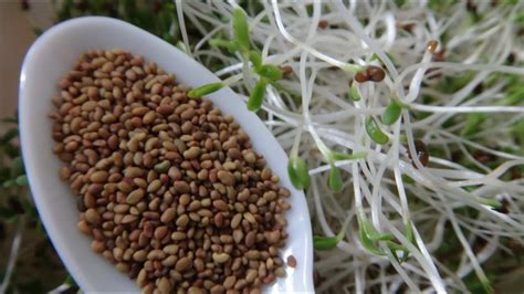 how to prepare alfalfa