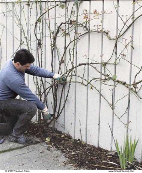 How To Prepare Climbing Roses For Winter