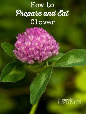 How To Prepare Clover