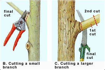 How To Preserve A Cut Tree Branch