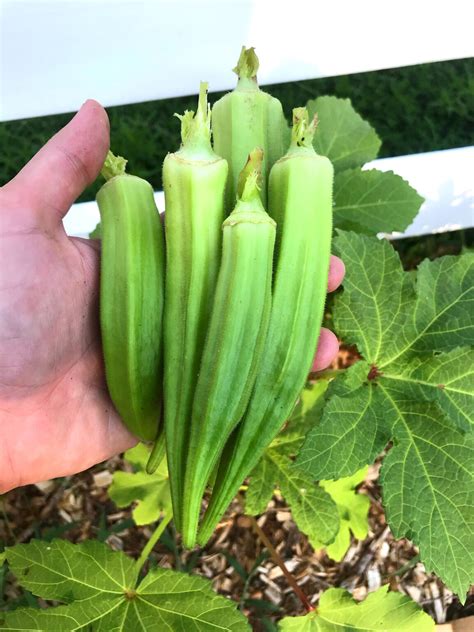 how to preserve okra from the garden