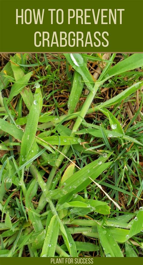 How To Prevent And Kill Crabgrass