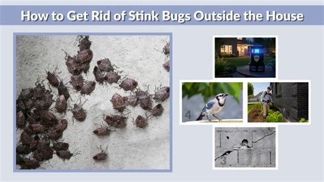 How To Prevent Bugs Outside