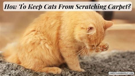 How To Prevent Cat From Scratching Rug