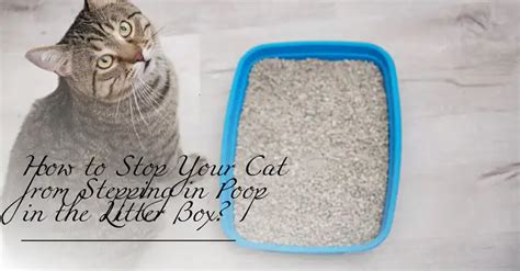 How To Prevent Cat From Stepping In Poop