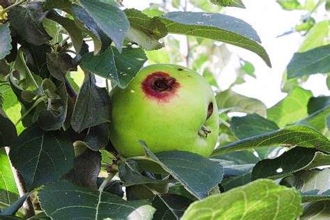 How To Prevent Codling Moth In Apple Trees