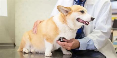 How To Prevent Dm In Corgis