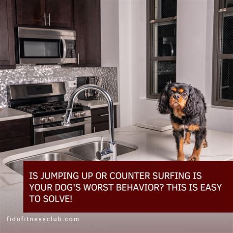 How To Prevent Dog From Jumping On Table