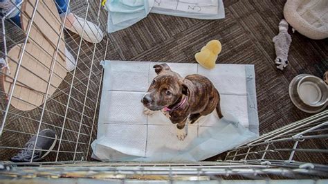how to prevent dog from peeing in kennel
