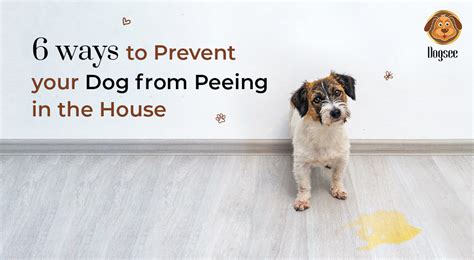 How To Prevent Dog From Peeing In The House