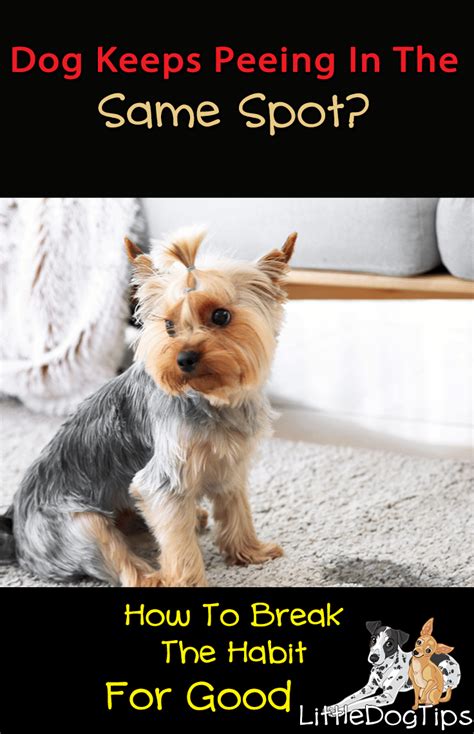 How To Prevent Dog From Peeing In The Same Spot