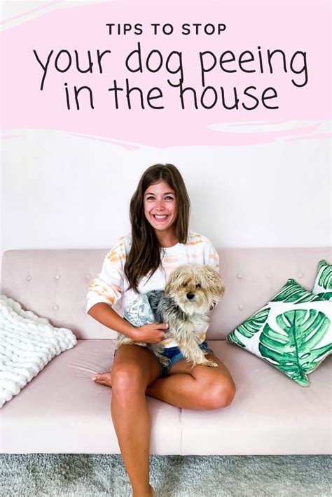 How To Prevent Dog From Peeing On Couch