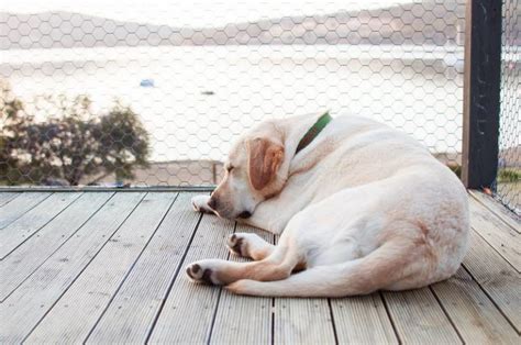 How To Prevent Dog From Peeing On Deck
