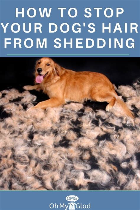 How To Prevent Dog Hair Shedding  A Complete Guide
