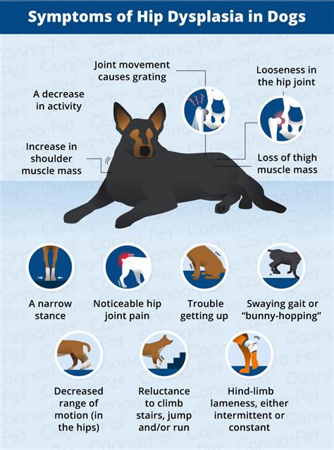 how to prevent hip dysplasia in dogs