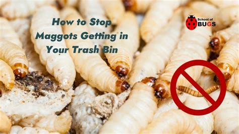 How To Prevent Maggots In Garbage Bin