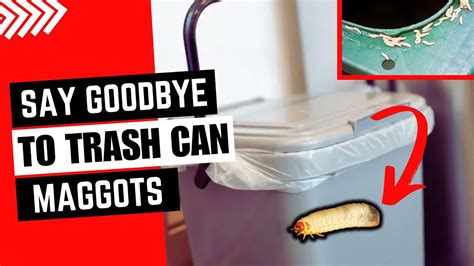 How To Prevent Maggots In Your Garbage Can