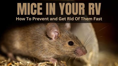 How To Prevent Mice From Getting In Rv