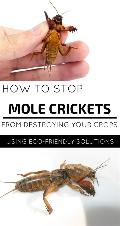 how to prevent mole crickets