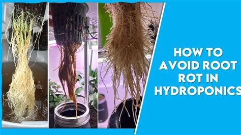 how to prevent root rot in hydroponics