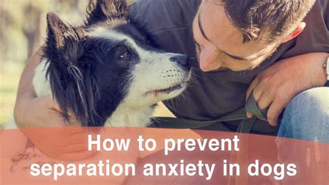 how to prevent separation anxiety in dogs