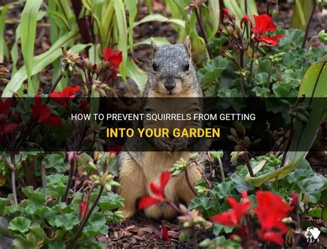 How To Prevent Squirrels From Getting In Your Garden