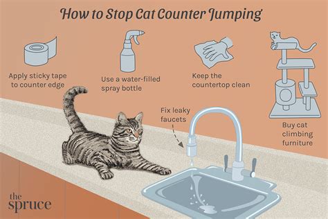 How To Prevent Your Cat From Jumping On Counters