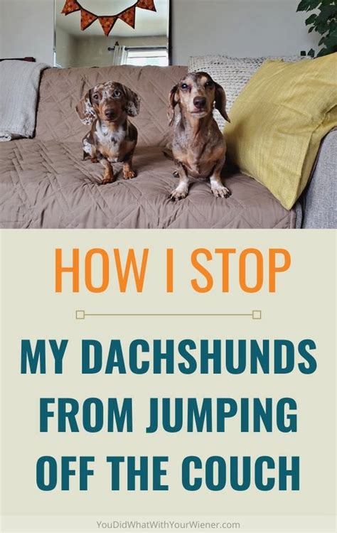 How To Prevent Your Dog From Jumping On The Couch