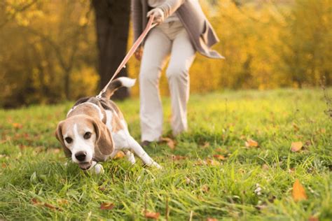 how to prevent your dog from pulling on a leash