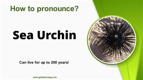 how to pronounce sea urchin
