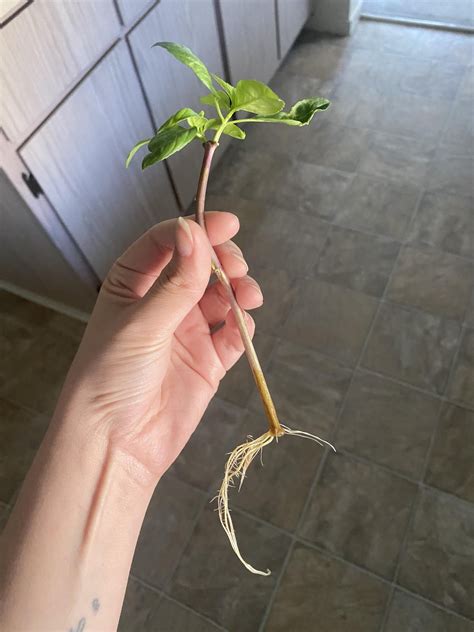 How To Prop Basil