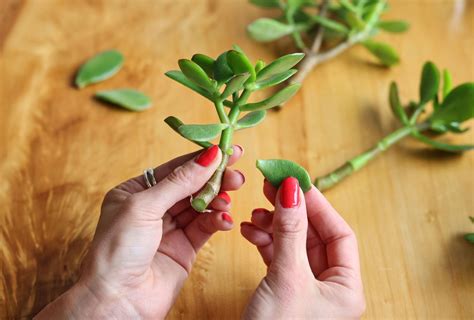 How To Propagate A Jade Branch