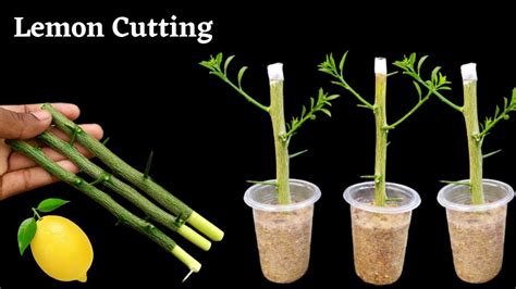 how to propagate a lemon tree from a branch