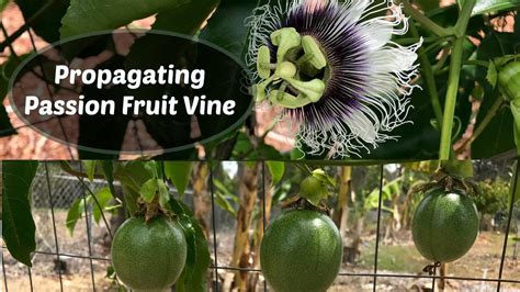 how to propagate passion fruit vine