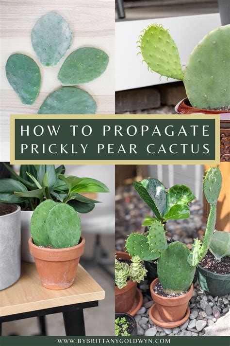 how to propagate prickly pear cactus