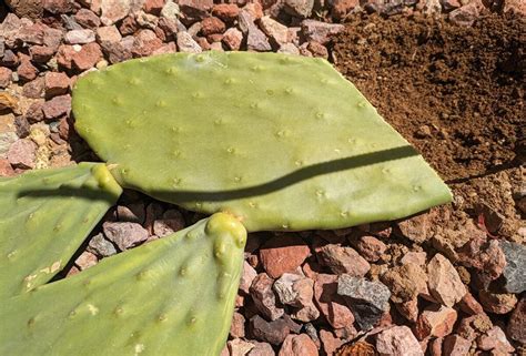 how to propagate prickly pear cactus from cutting