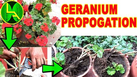 How To Propagate Rose Geranium